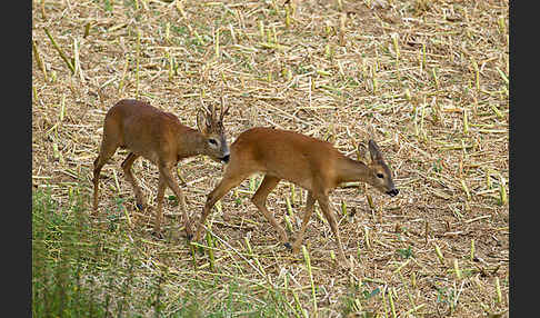 Rehwild (Capreolus capreolus)