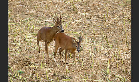 Rehwild (Capreolus capreolus)