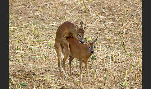 Rehwild (Capreolus capreolus)