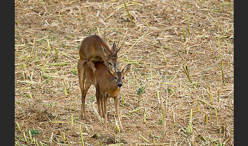 Rehwild (Capreolus capreolus)