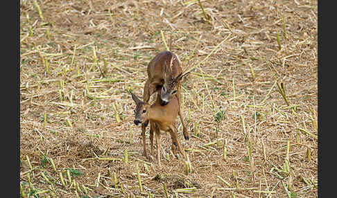 Rehwild (Capreolus capreolus)