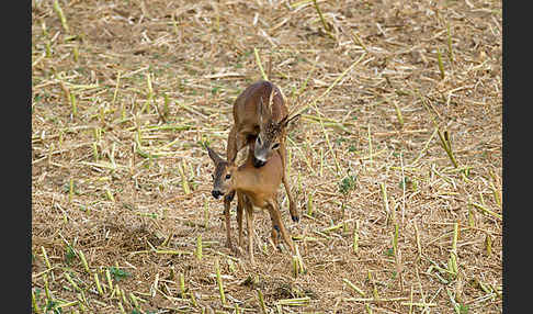 Rehwild (Capreolus capreolus)