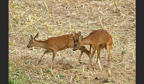 Rehwild (Capreolus capreolus)