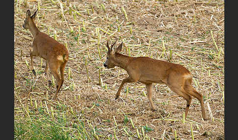 Rehwild (Capreolus capreolus)