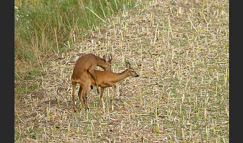 Rehwild (Capreolus capreolus)