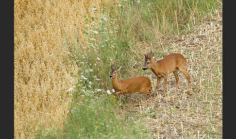 Rehwild (Capreolus capreolus)