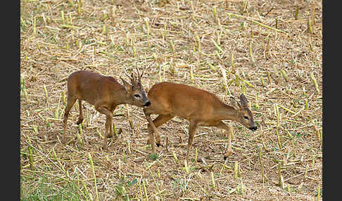 Rehwild (Capreolus capreolus)