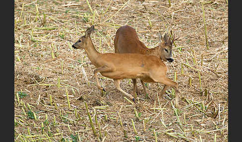 Rehwild (Capreolus capreolus)