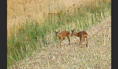 Rehwild (Capreolus capreolus)