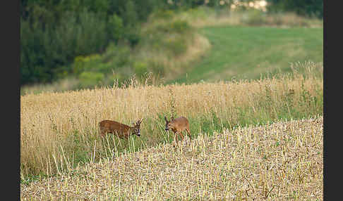 Rehwild (Capreolus capreolus)