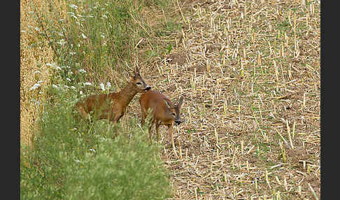 Rehwild (Capreolus capreolus)