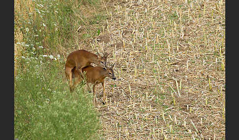 Rehwild (Capreolus capreolus)