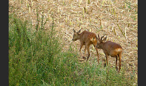 Rehwild (Capreolus capreolus)