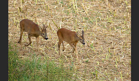 Rehwild (Capreolus capreolus)