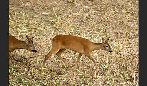 Rehwild (Capreolus capreolus)