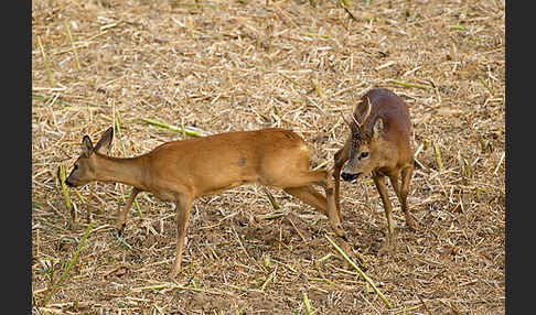 Rehwild (Capreolus capreolus)