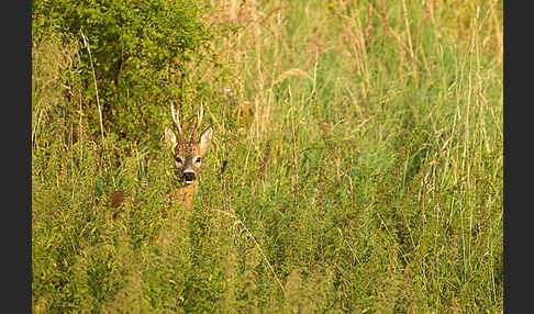 Rehwild (Capreolus capreolus)