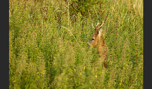 Rehwild (Capreolus capreolus)