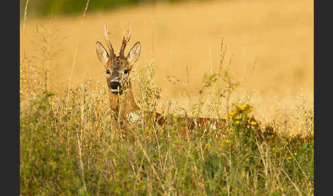 Rehwild (Capreolus capreolus)