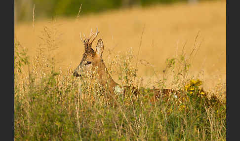 Rehwild (Capreolus capreolus)