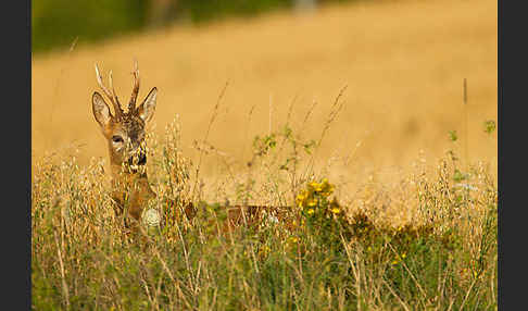 Rehwild (Capreolus capreolus)