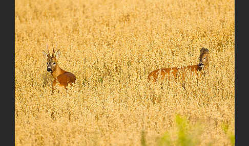 Rehwild (Capreolus capreolus)