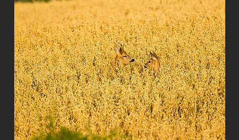 Rehwild (Capreolus capreolus)