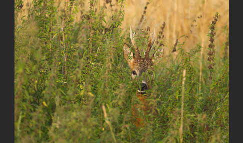 Rehwild (Capreolus capreolus)