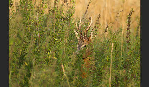 Rehwild (Capreolus capreolus)