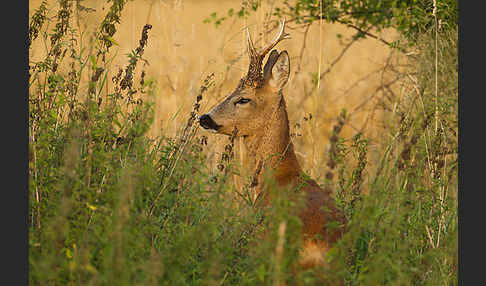 Rehwild (Capreolus capreolus)