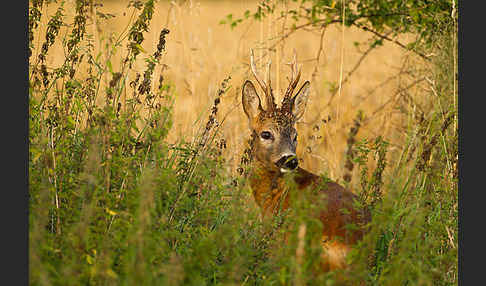 Rehwild (Capreolus capreolus)