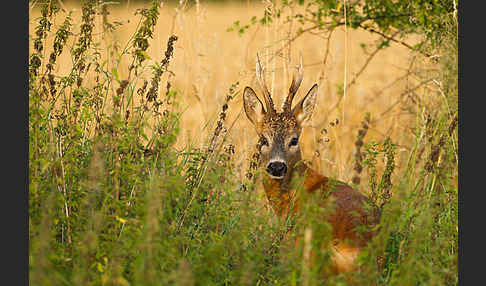 Rehwild (Capreolus capreolus)