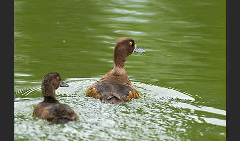 Reiherente (Aythya fuligula)