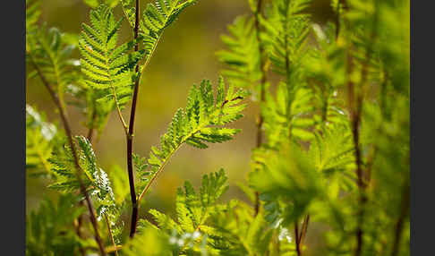 Rainfarn (Tanacetum vulgare)