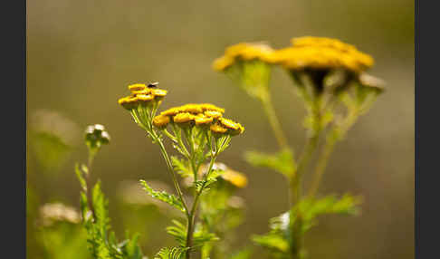 Rainfarn (Tanacetum vulgare)