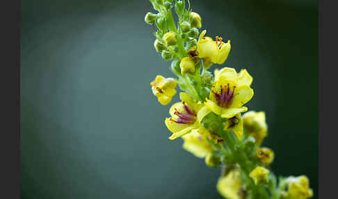 Mehlige Königskerze (Verbascum lychnitis)