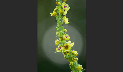 Mehlige Königskerze (Verbascum lychnitis)