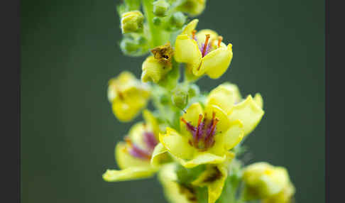 Mehlige Königskerze (Verbascum lychnitis)