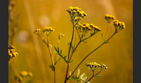 Rainfarn (Tanacetum vulgare)