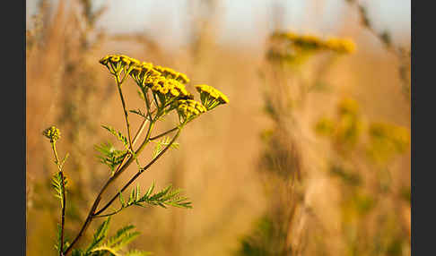 Rainfarn (Tanacetum vulgare)