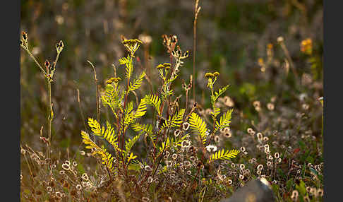 Rainfarn (Tanacetum vulgare)