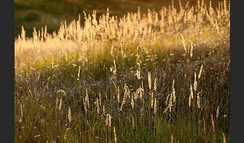 Land-Reitgras (Calamagrostis epigejos)