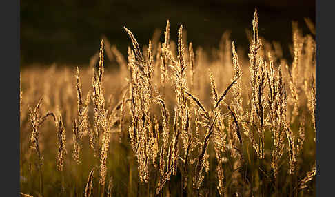 Land-Reitgras (Calamagrostis epigejos)