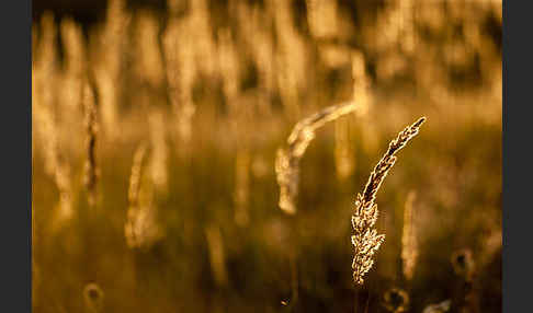 Land-Reitgras (Calamagrostis epigejos)