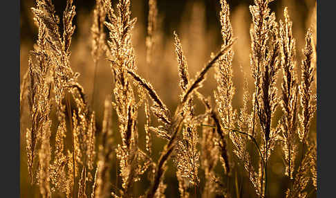 Land-Reitgras (Calamagrostis epigejos)