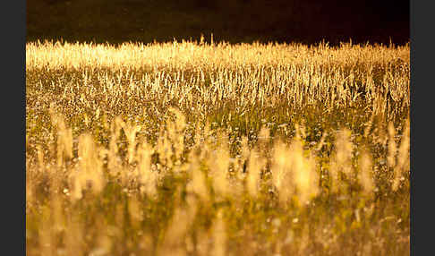 Land-Reitgras (Calamagrostis epigejos)