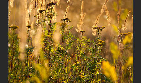 Rainfarn (Tanacetum vulgare)