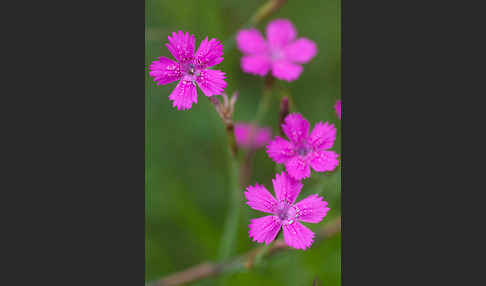 Heide-Nelke (Dianthus deltoides)