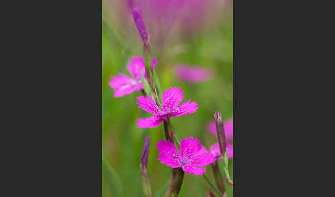 Heide-Nelke (Dianthus deltoides)