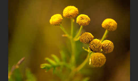 Rainfarn (Tanacetum vulgare)